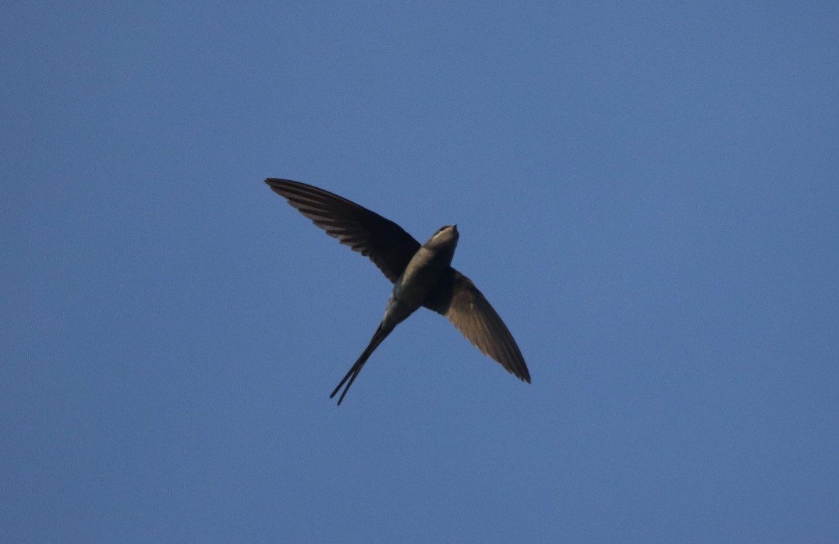 Crested Treeswift - ML401035191