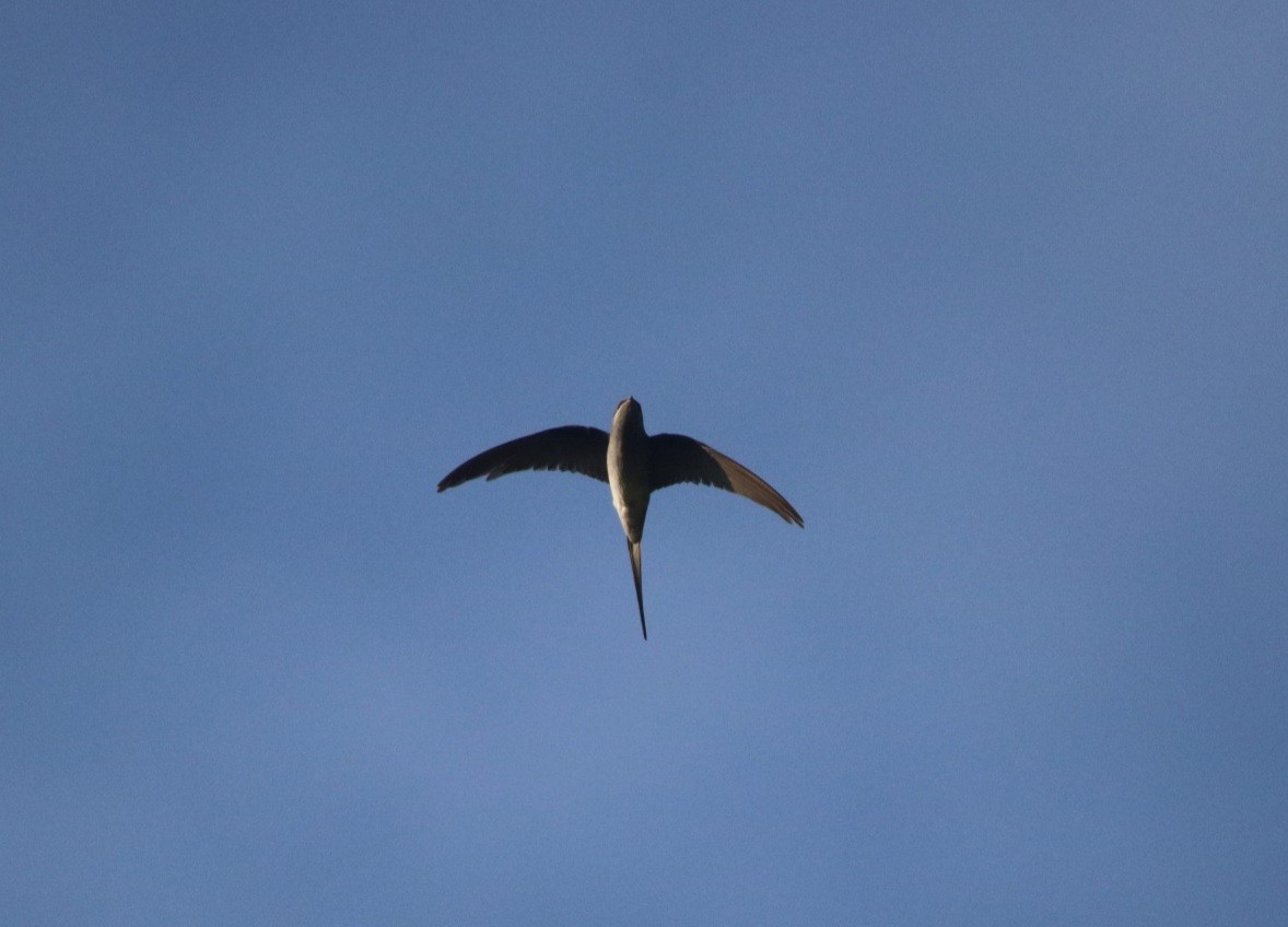 Crested Treeswift - ML401035201