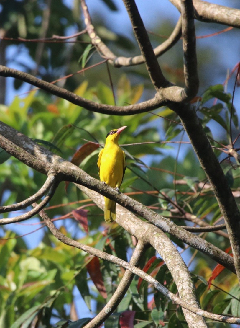 Black-naped Oriole - ML401035371