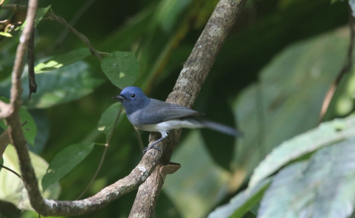 Black-naped Monarch - ML401035431
