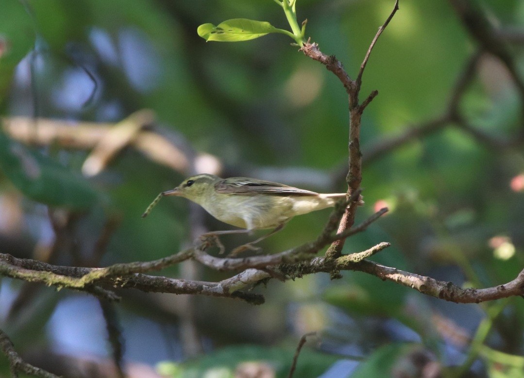 Green Warbler - ML401035561
