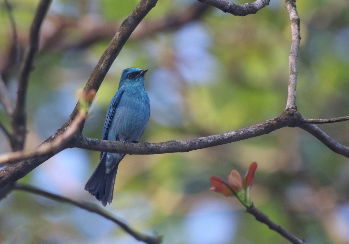 Verditer Flycatcher - ML401035691