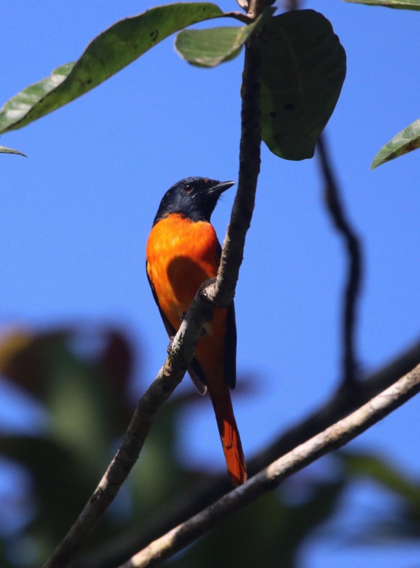 Orange Minivet - ML401035741