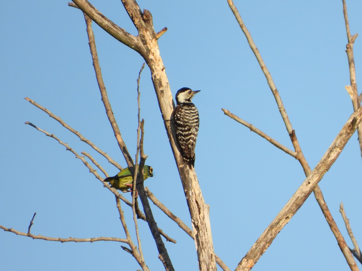 Freckle-breasted Woodpecker - ML401036601