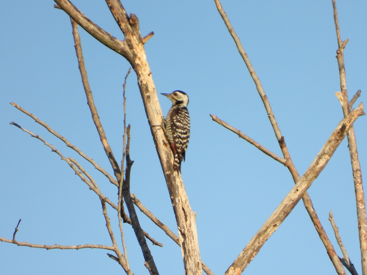 Freckle-breasted Woodpecker - ML401036611