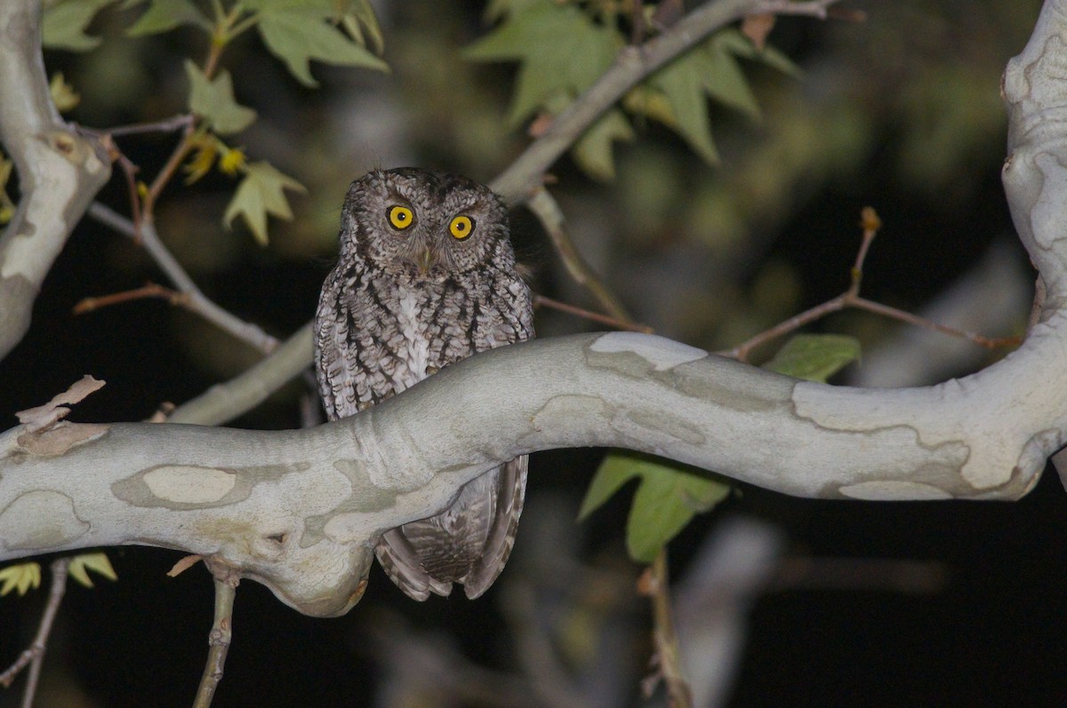 Whiskered Screech-Owl - Amanda Guercio