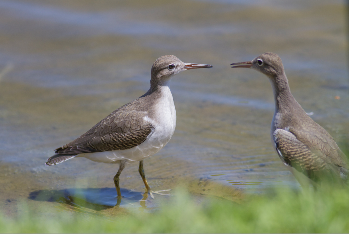 Spotted Sandpiper - ML401037991