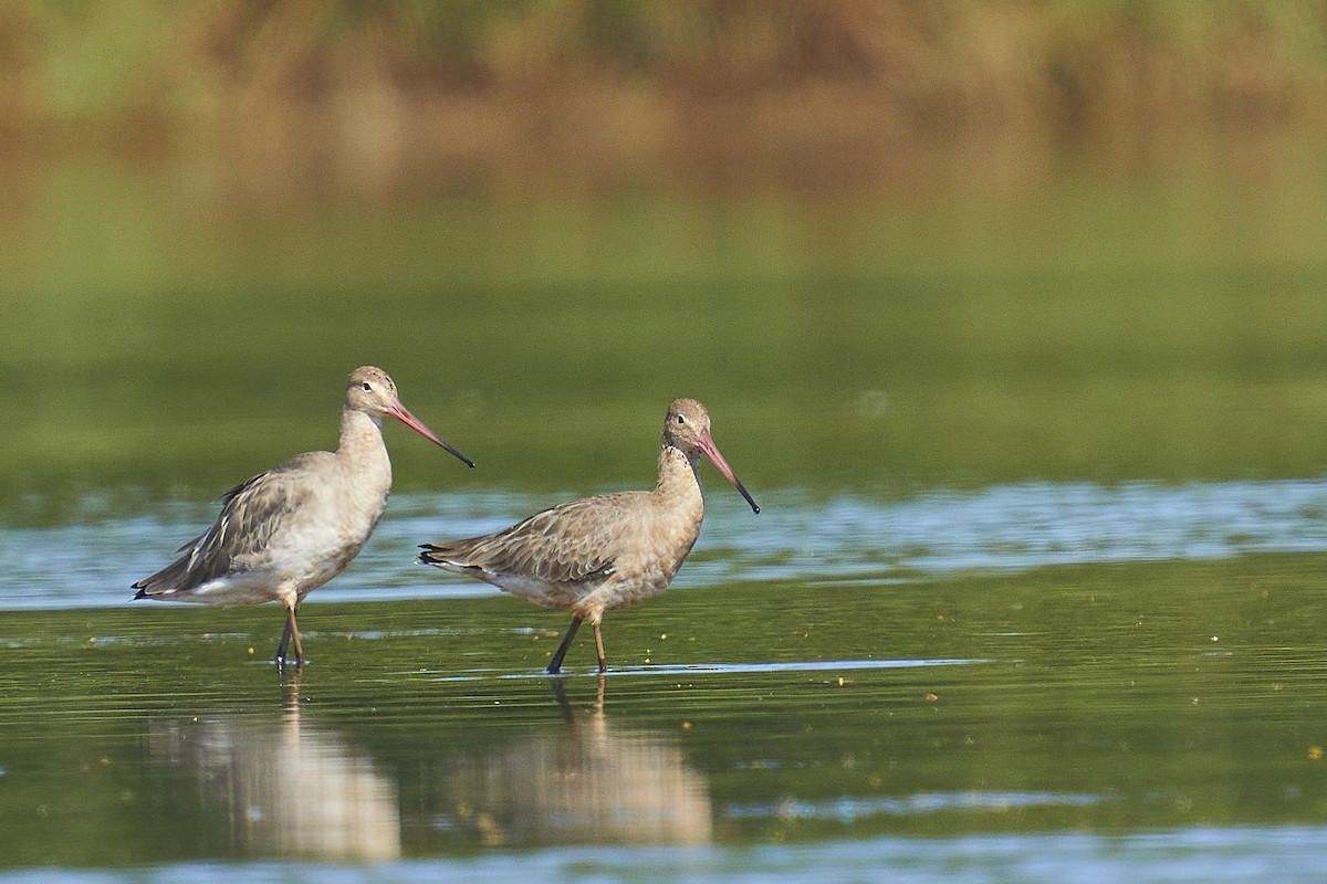 Black-tailed Godwit - ML401038151