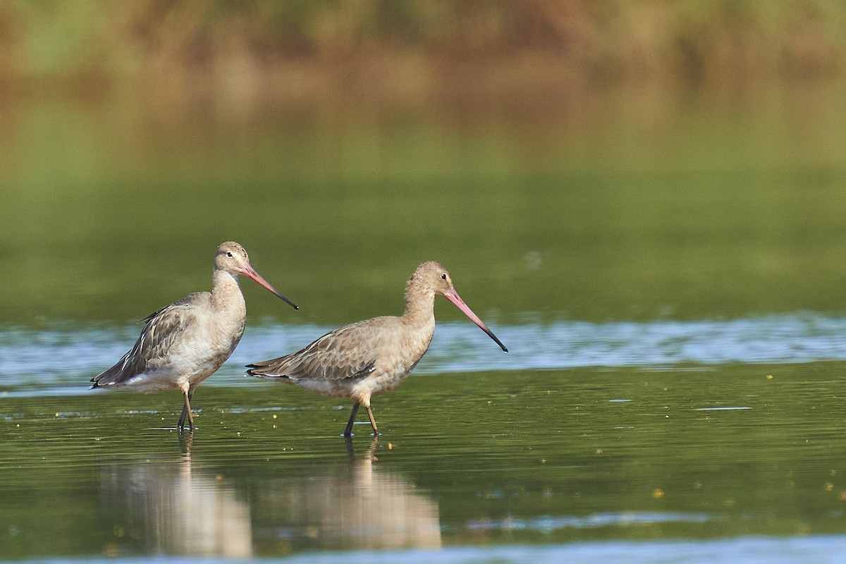 Black-tailed Godwit - ML401038161