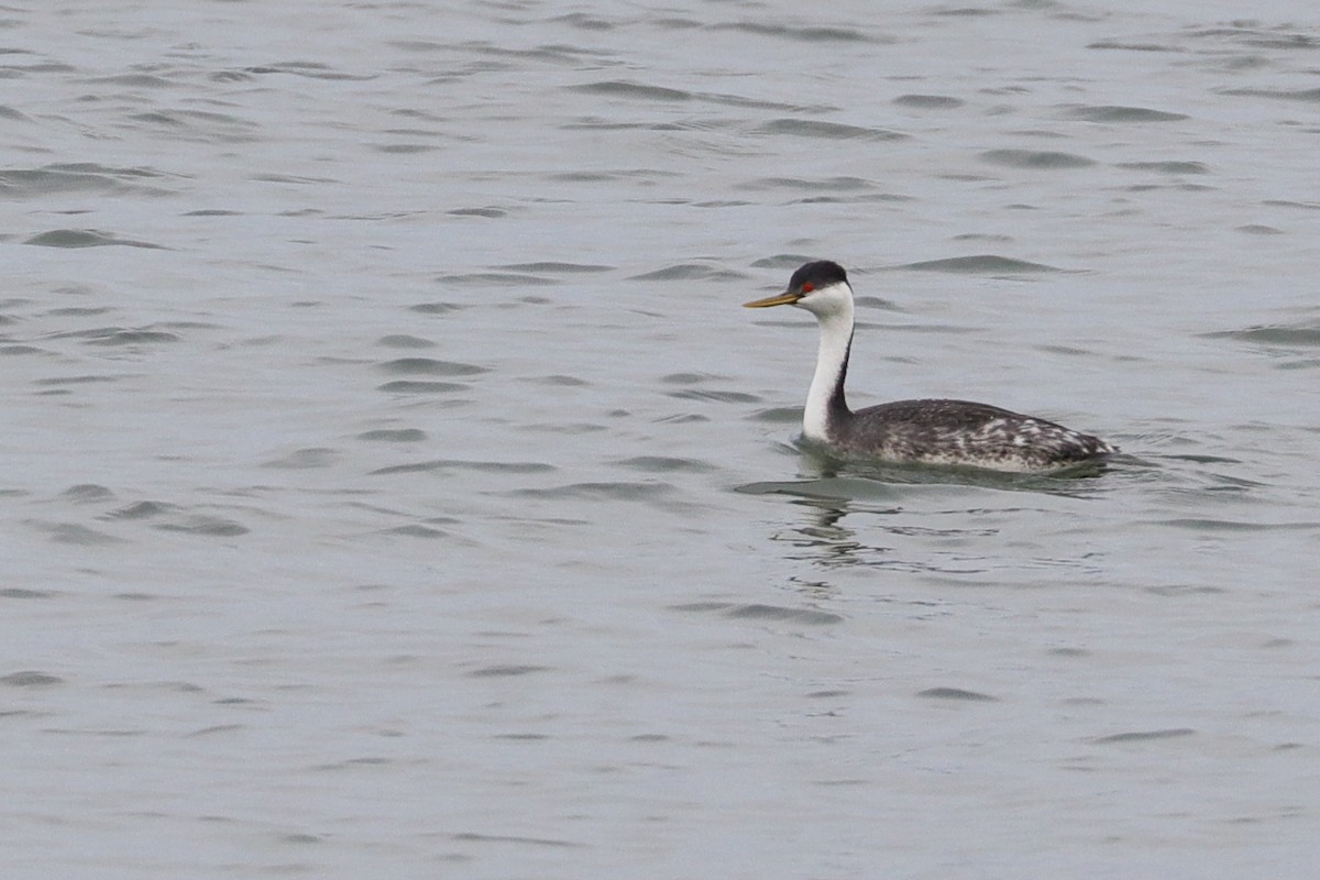 Western Grebe - Martina Nordstrand