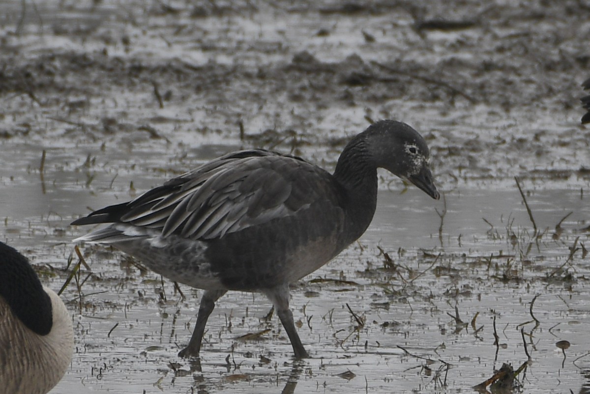 Snow Goose - ML401038841