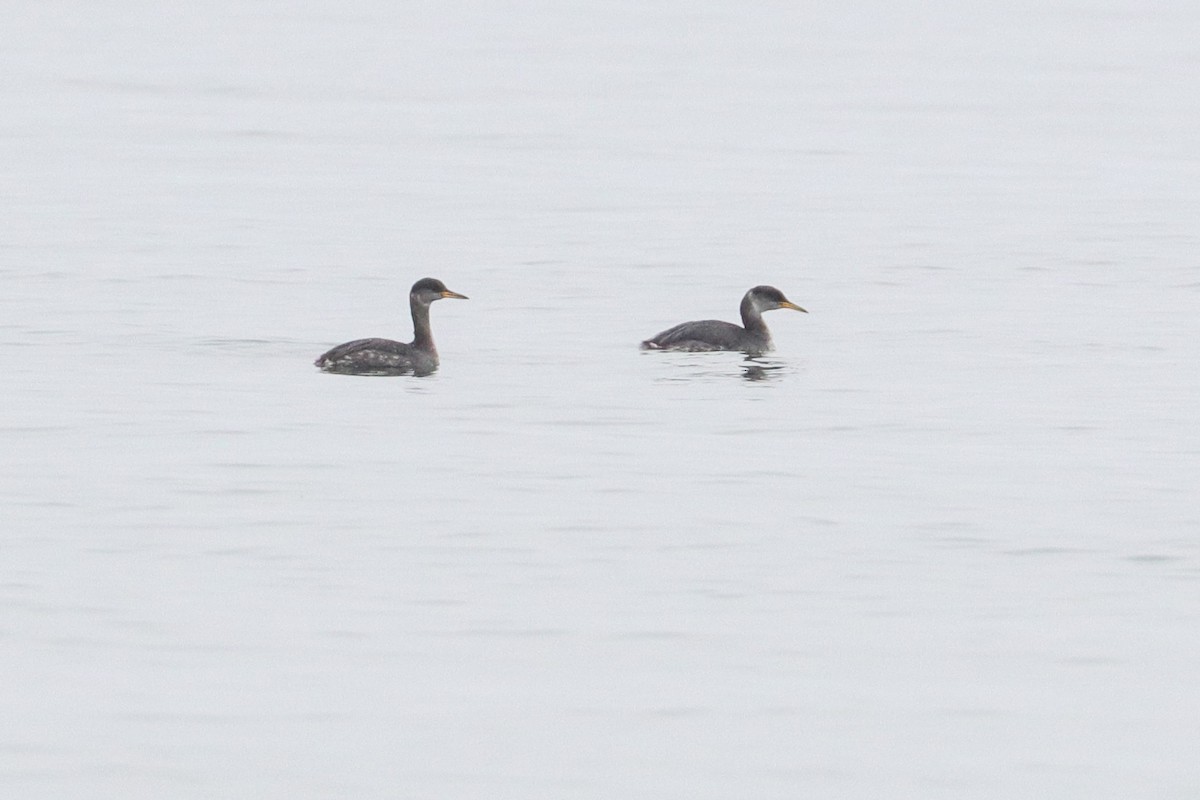 Red-necked Grebe - Martina Nordstrand