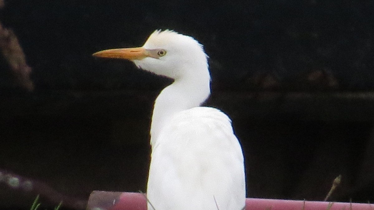 Western Cattle Egret - ML40103961