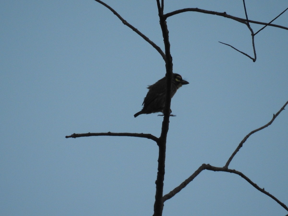 Coppersmith Barbet - ML401041921