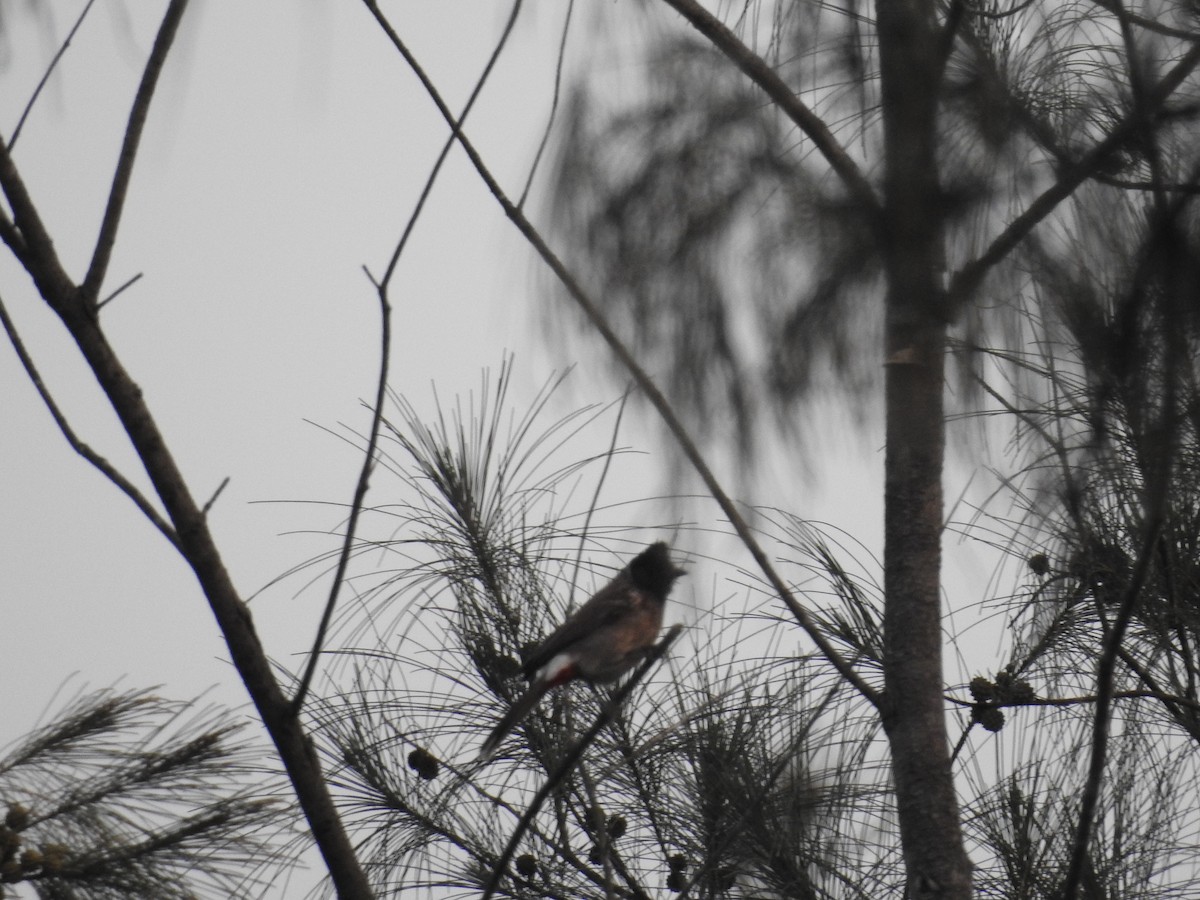 Red-vented Bulbul - ML401041971