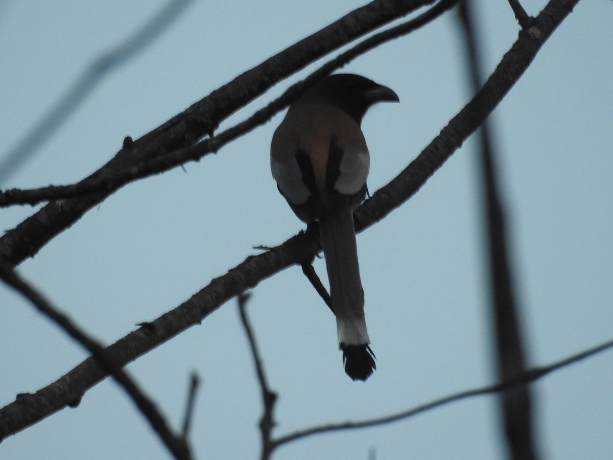 Rufous Treepie - ML401041981
