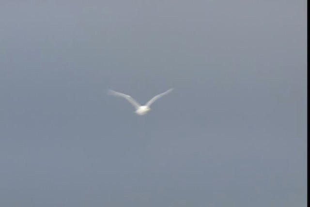 Glaucous Gull - ML401042