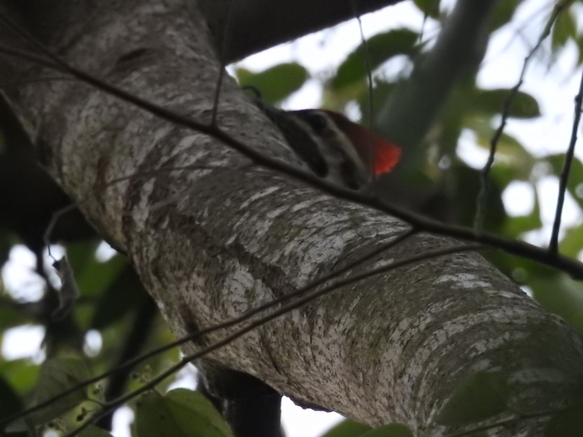 Black-rumped Flameback - ML401042131