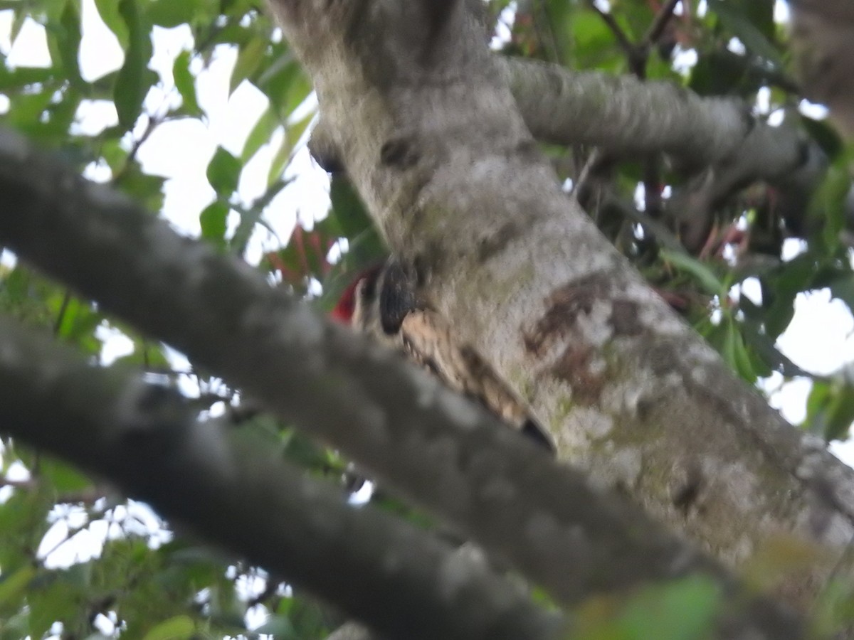 Black-rumped Flameback - ML401042151