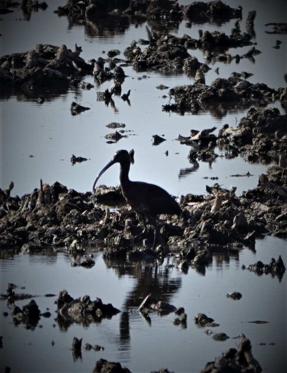 White-faced Ibis - ML401042851