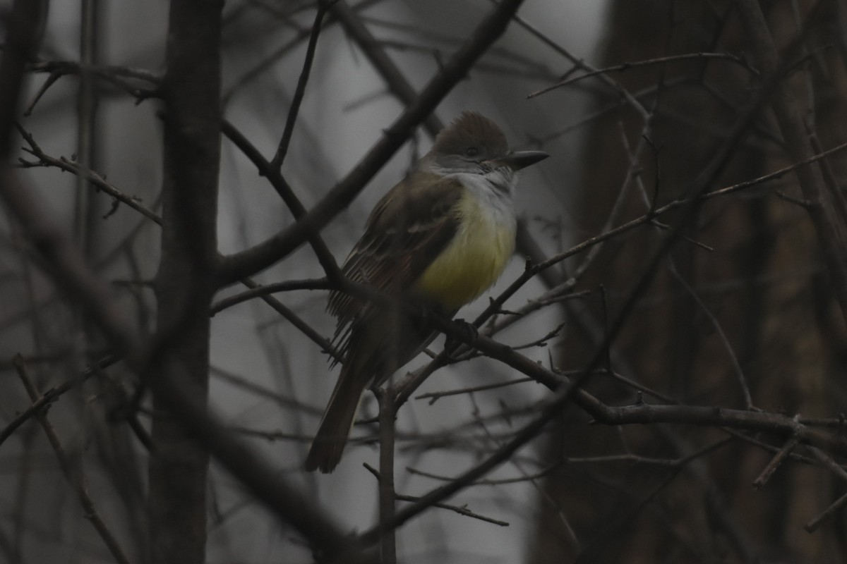 Great Crested Flycatcher - Kori Sedmak