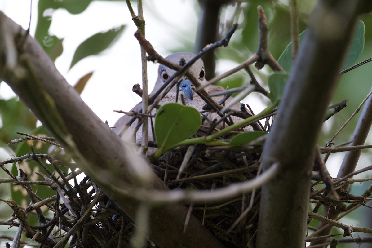 White-tipped Dove - ML401045171