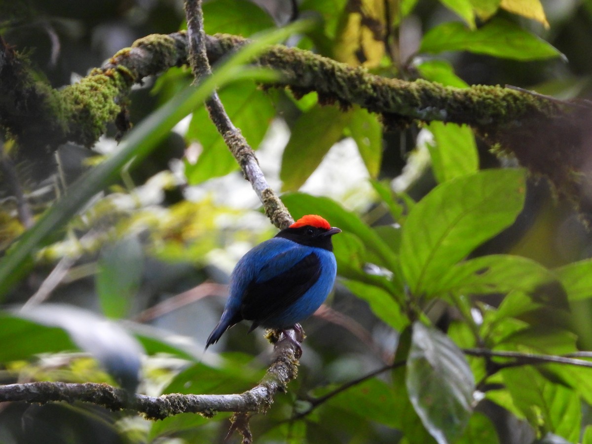 Swallow-tailed Manakin - ML401045221