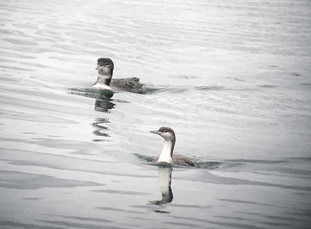 Arctic Loon - Nick Whitehouse