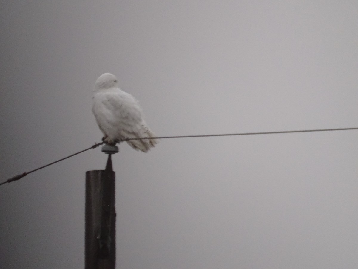 Snowy Owl - ML401046411