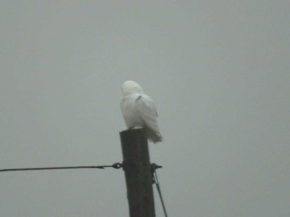 Snowy Owl - ML401046431