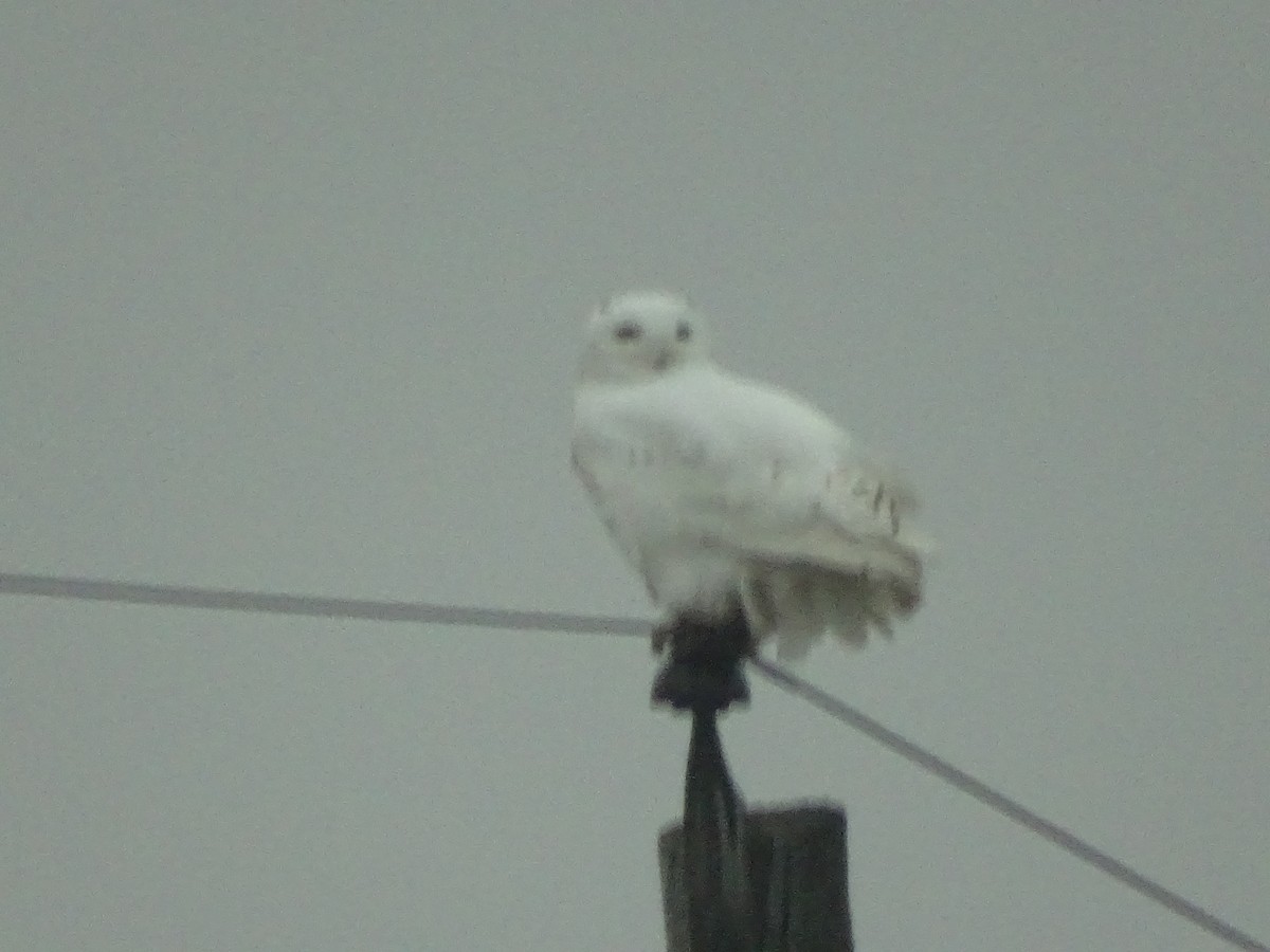 Snowy Owl - ML401047481