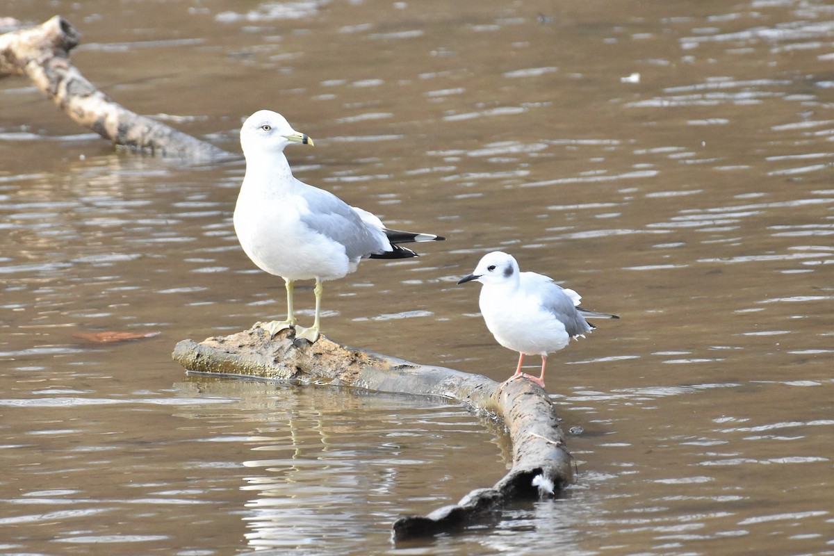 Bonaparte's Gull - ML401048801