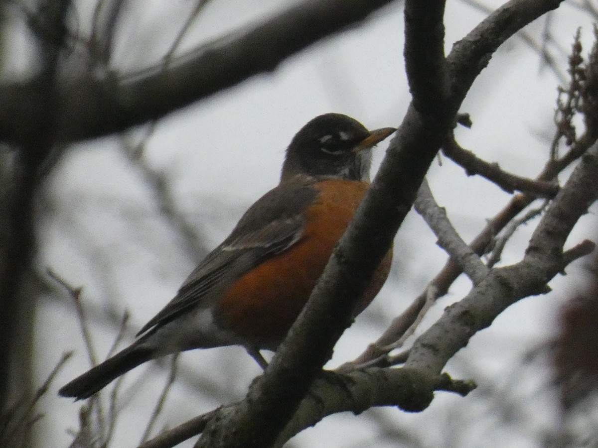 American Robin - David Riddle