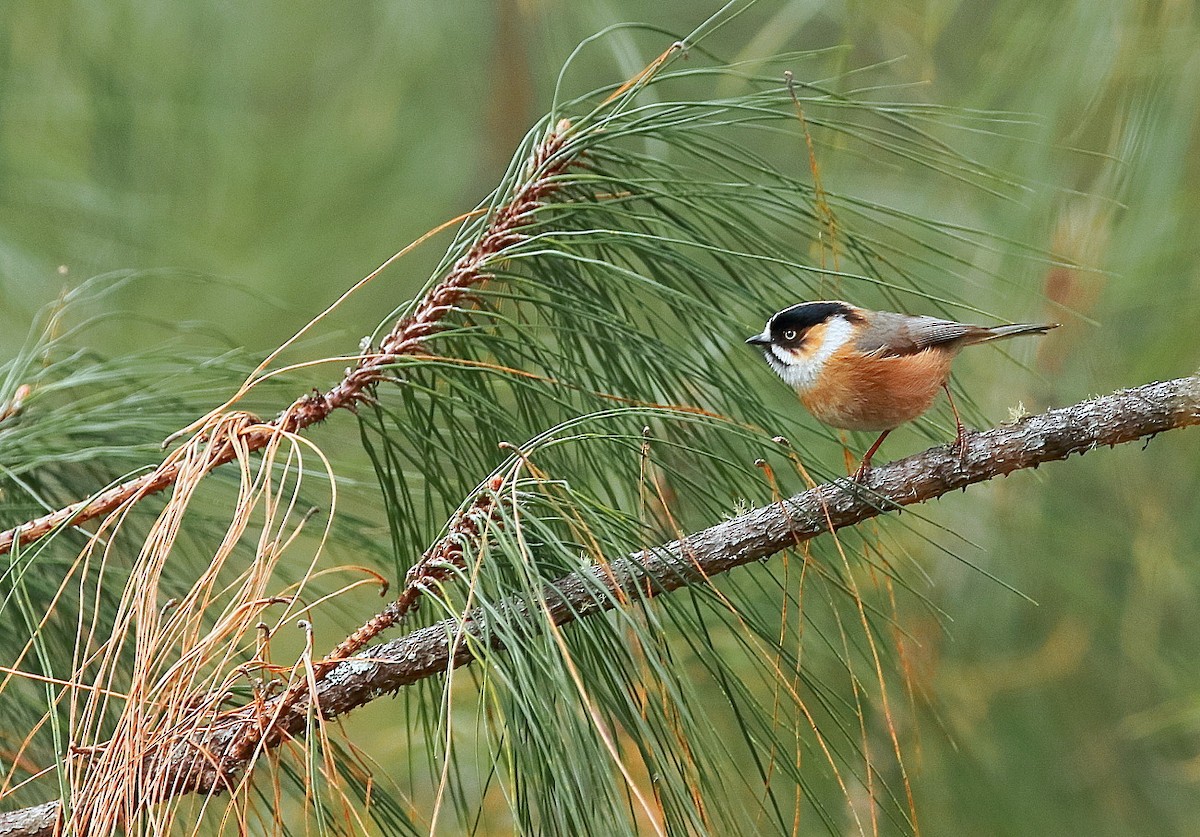 Kızıl Alınlı Uzunkuyruk (bonvaloti/obscuratus) - ML401049751