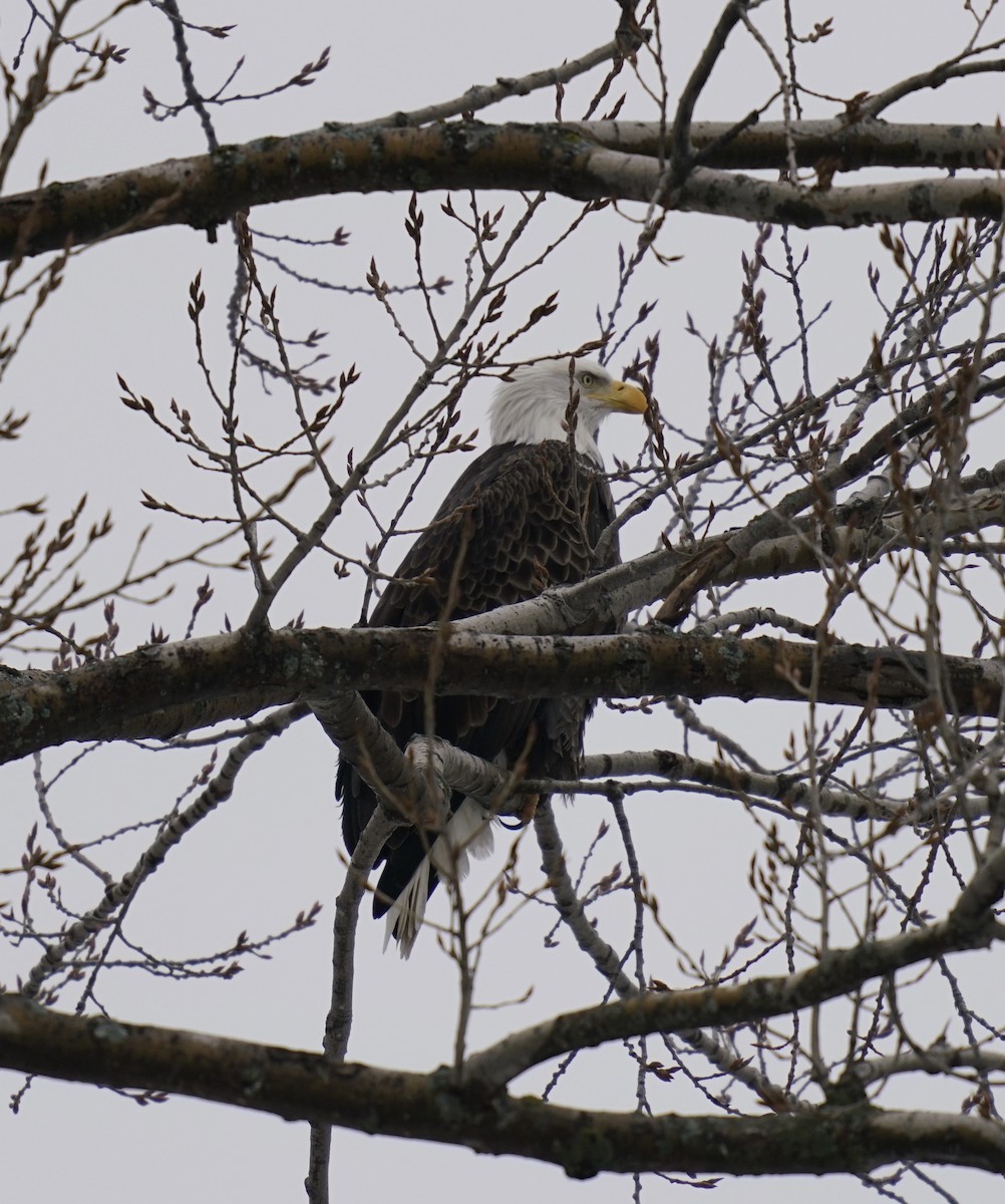 Bald Eagle - ML401049881