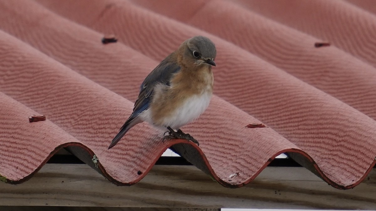 Eastern Bluebird - ML401050141