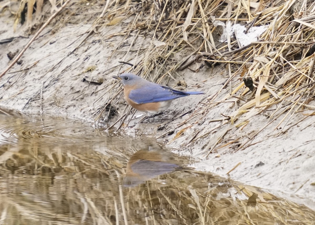 Eastern Bluebird - ML401050151