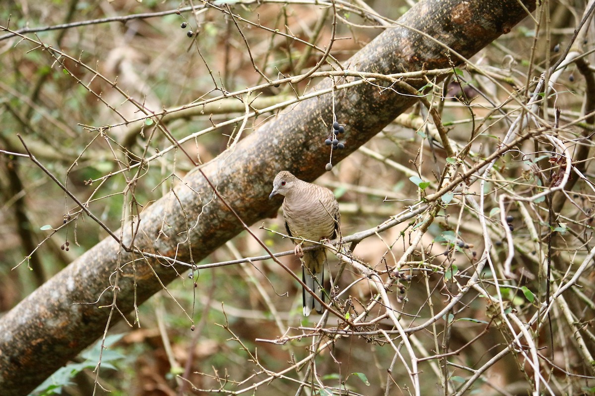 Inca Dove - ML401050761