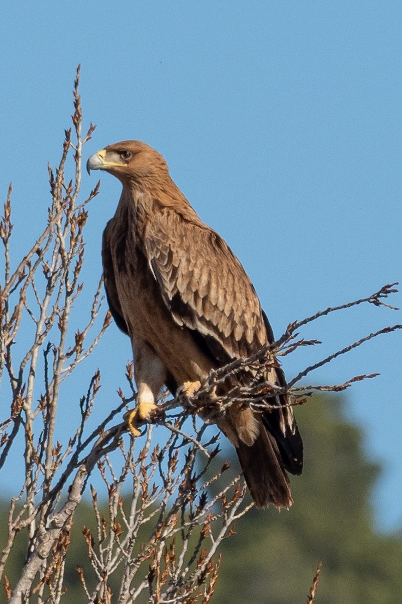 Iberienadler - ML401050851