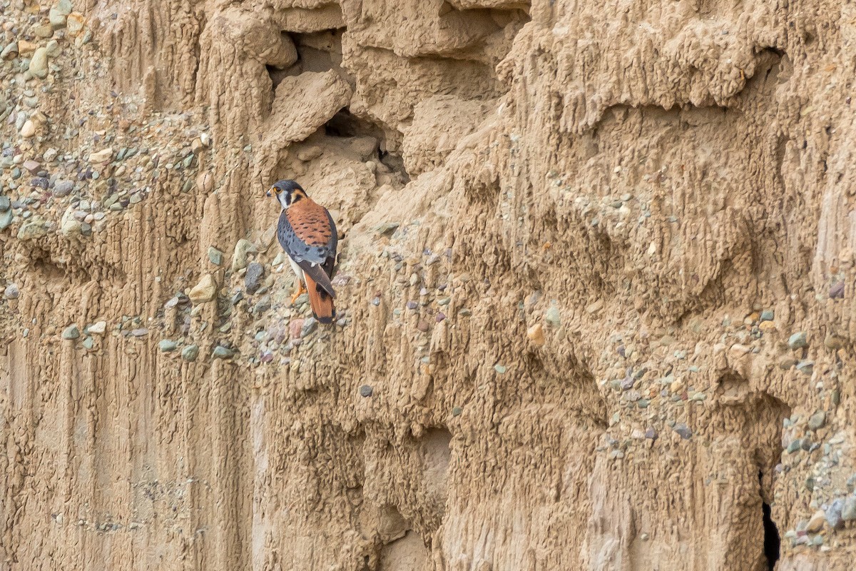 American Kestrel - ML40105151