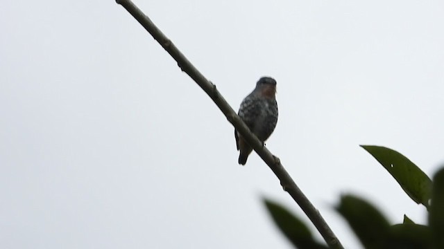 Buff-throated Purpletuft - ML401052391