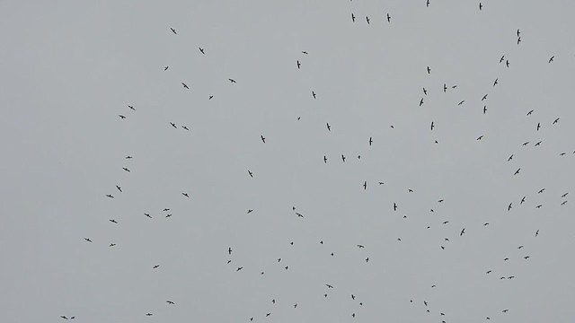White-collared Swift - ML401052581