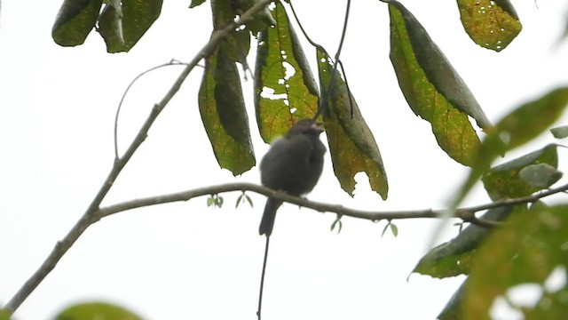 Sooty Grassquit - ML401053421