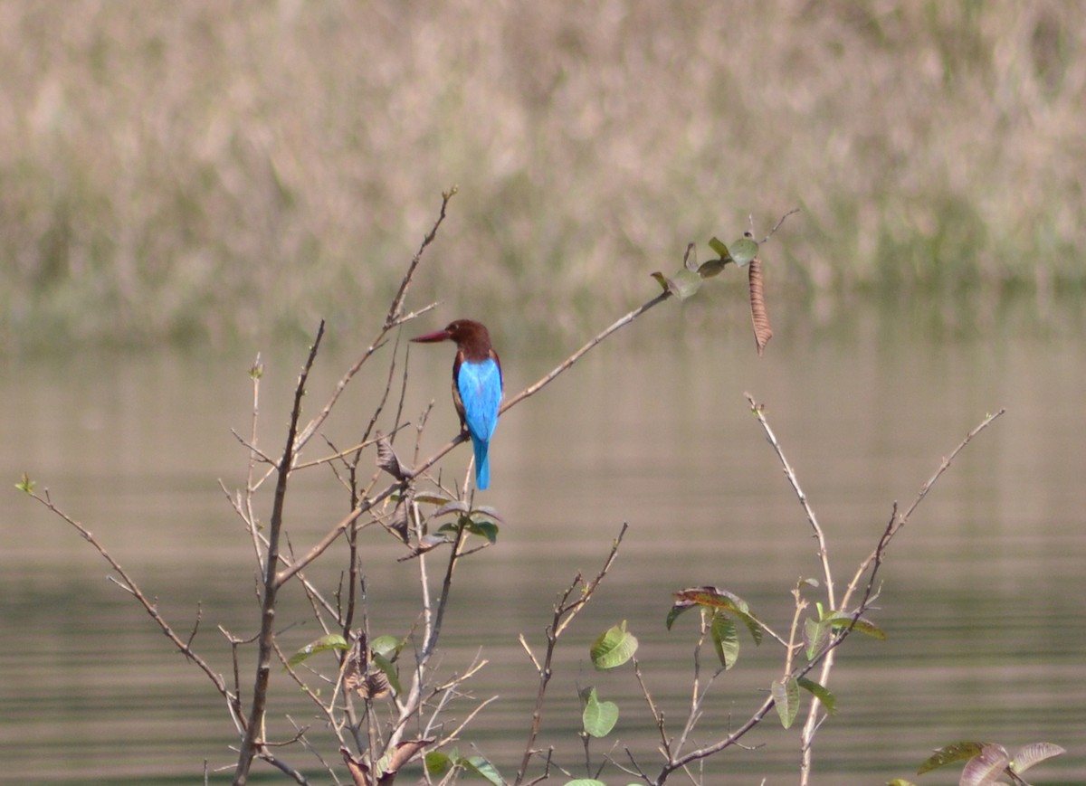 White-throated Kingfisher - Jiwateshwar Singh