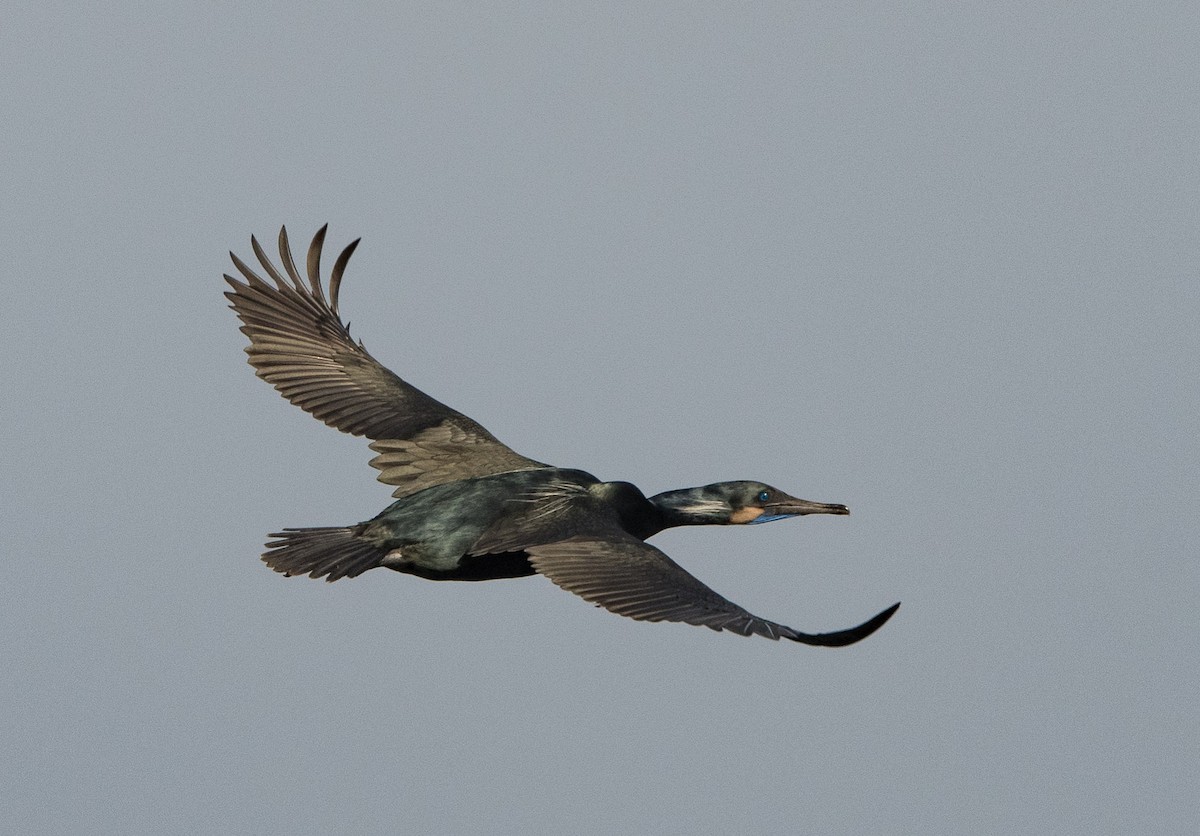 Brandt's Cormorant - ML401053871