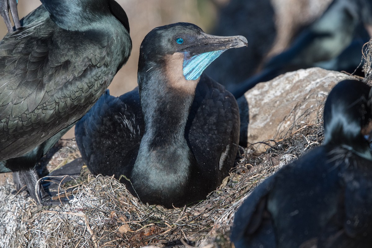 Brandt's Cormorant - ML401053961