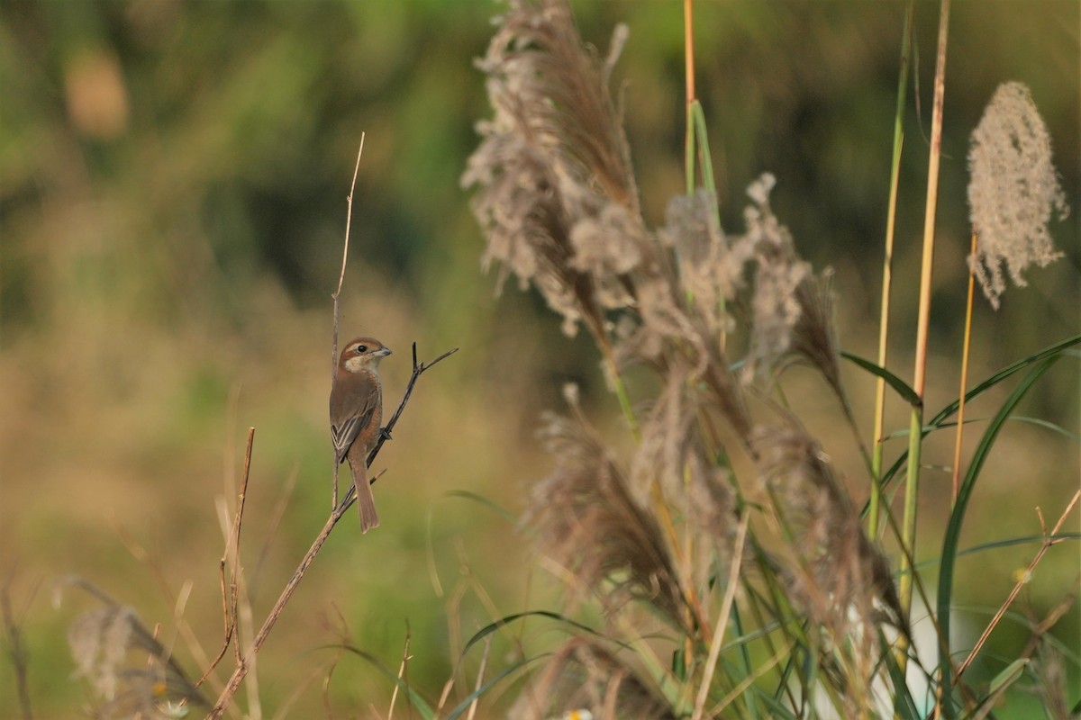 Bull-headed Shrike - Yi Ming（逸明） Chen（陳）