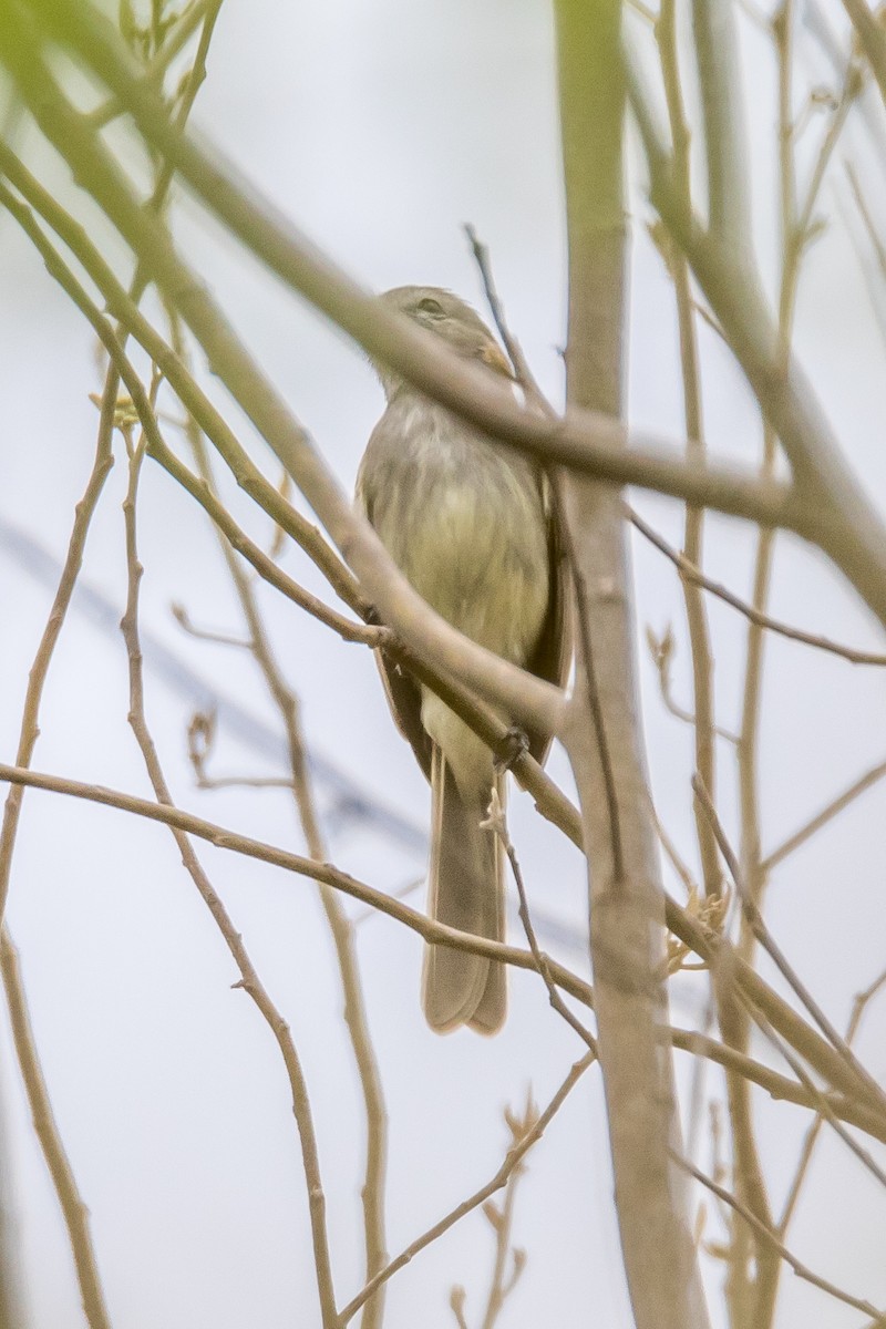 new world flycatcher sp. - ML40105431