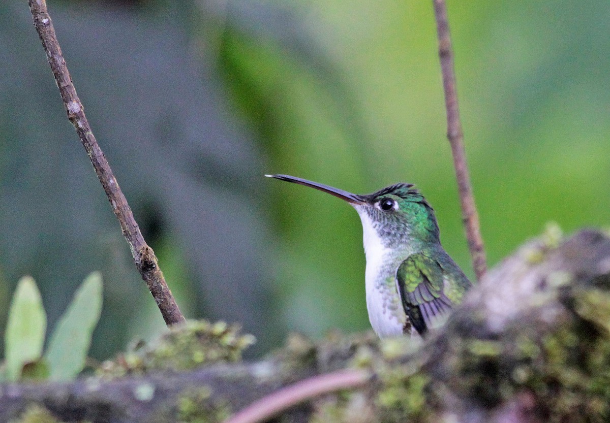 kolibřík andský - ML401054541