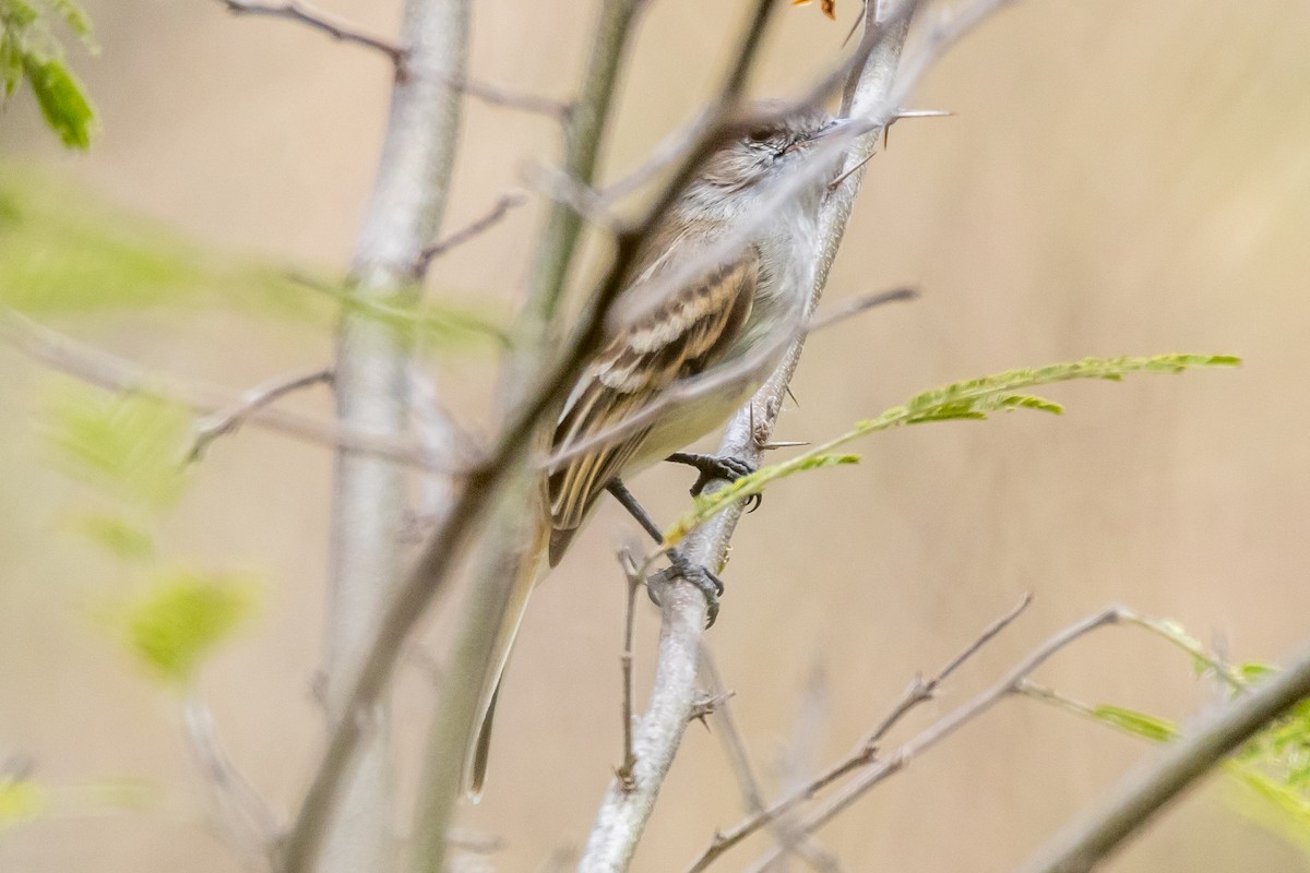 new world flycatcher sp. - ML40105471